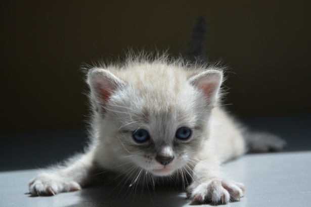 White kitten laying down